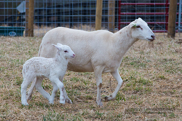 Farm-5619