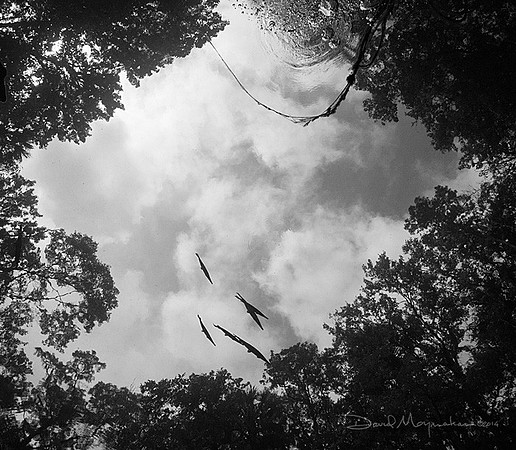 Flying_Fish_2_B&W