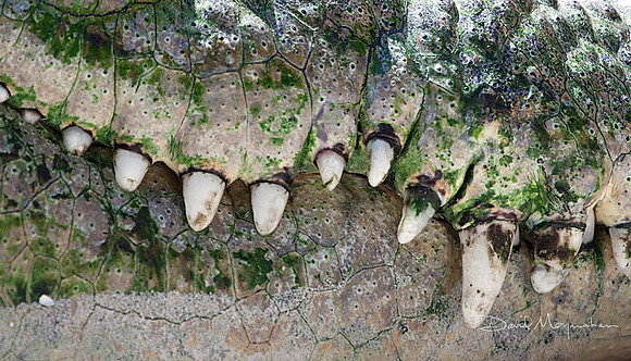 Crocodental