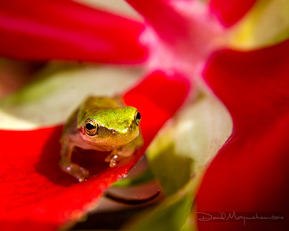 Mallow_Frog