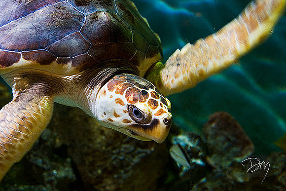 Loggerhead Seaturtle