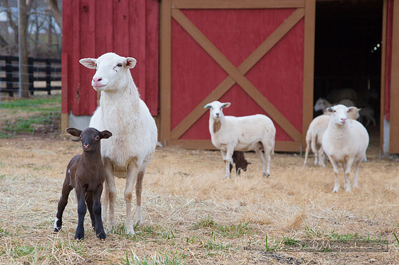 Farm-5643