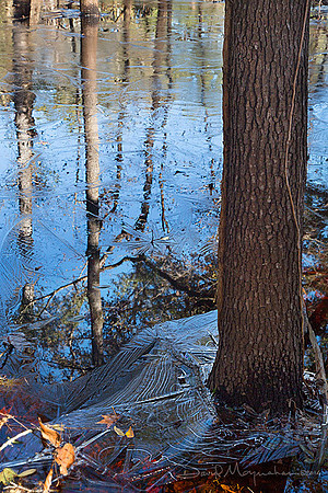 Swamp_Ice