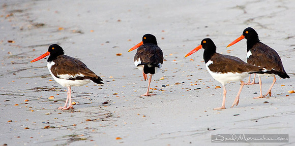 Oystercatchers