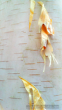 Birch Detail