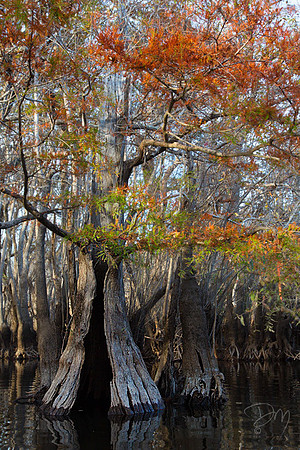 Hollow_Fall_Cypress