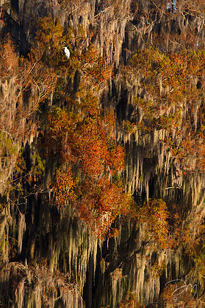 Fall Cypress Perspective
