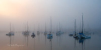Foggy Harbor