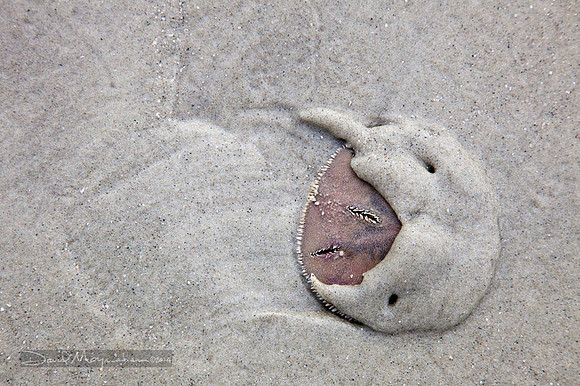 Walking Sand Dollar