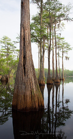 Cypress Panorama