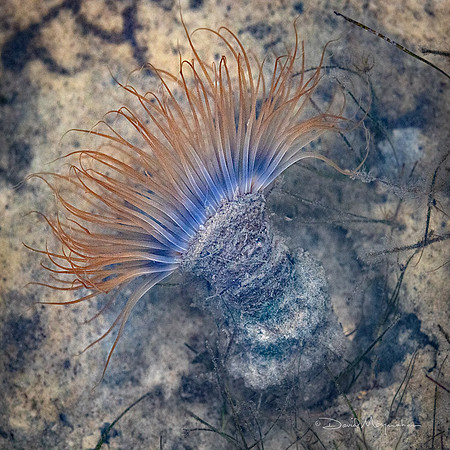 Tidepool Treasure