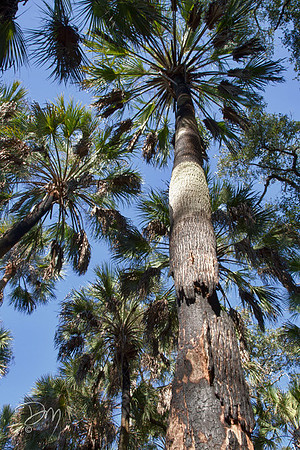 Crowns_of_Palms