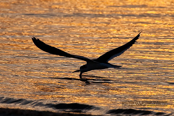 Skimmer Silhouette