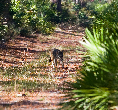 Red Wolf Encounter
