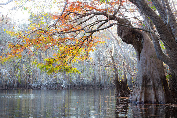 Twisted_Cypress
