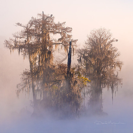 Island in the Clouds