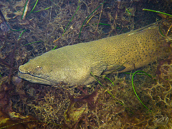 Tusky Eel