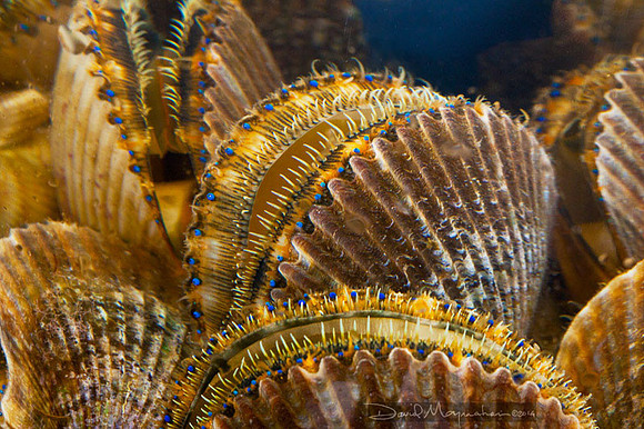 Bay Scallop Bounty