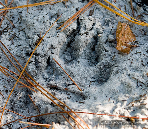 Red Wolf Track