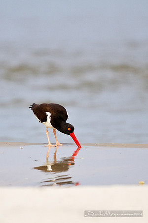 Oystercatcher
