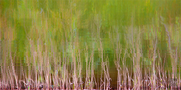 Reed_Impression