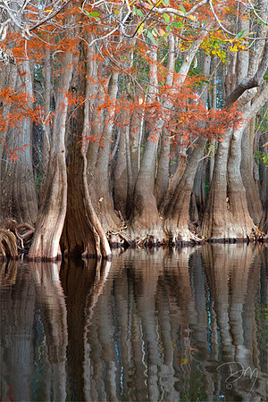 Cypress_&_Tupelo