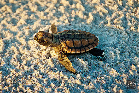 Loggerhead_Hatchling_1725-Lg