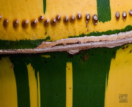 Greenstripe_Bamboo
