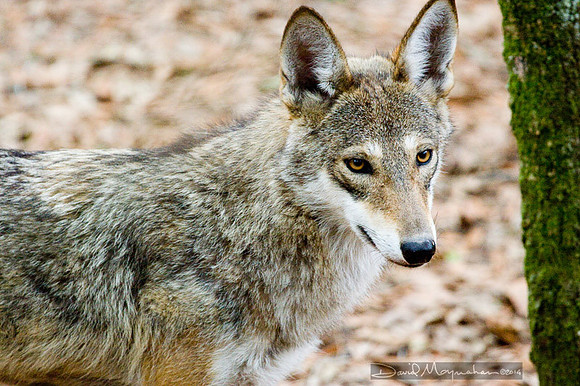 Red Wolf Portrait 1