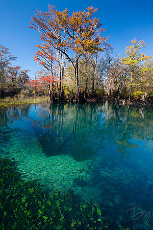 Ledge Spring
