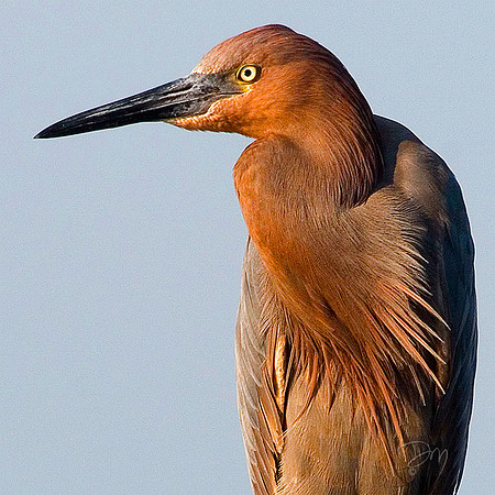 Reddish Egret