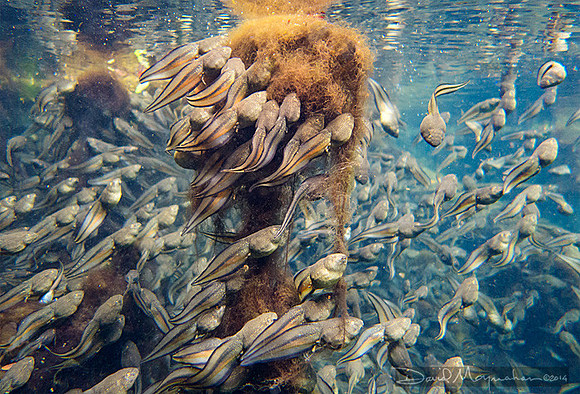 Feeding Frenzy