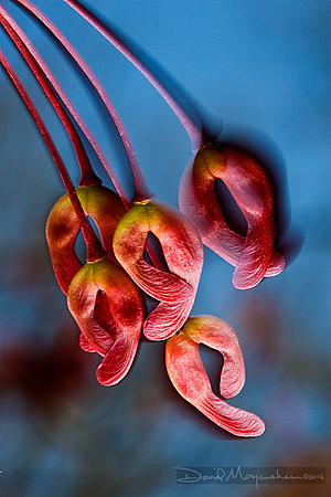 Seed Blur