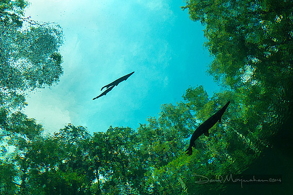 Flying_Fish_3