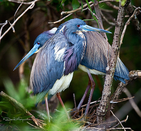 Tri-colored Lovers