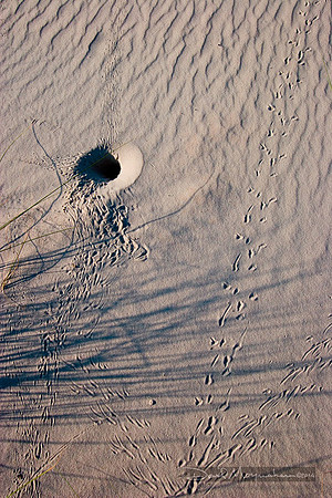 Ghost Crab Tracks