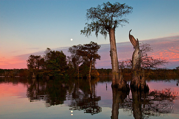 Dead Lakes Moonrise