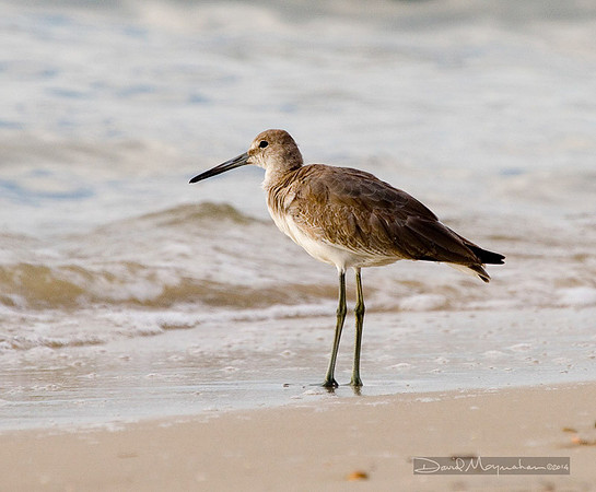 Willet