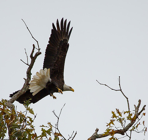 Eagle