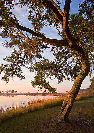 Bent Oak