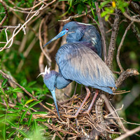 Tri-colored Heron Pair
