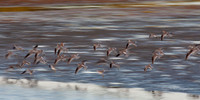 Flight Abstract