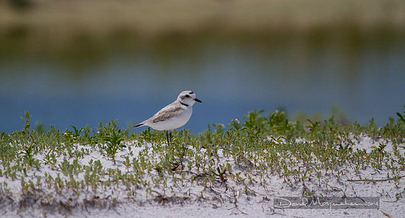 Snowy Plover
