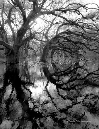 Water Under the Boughs B&W