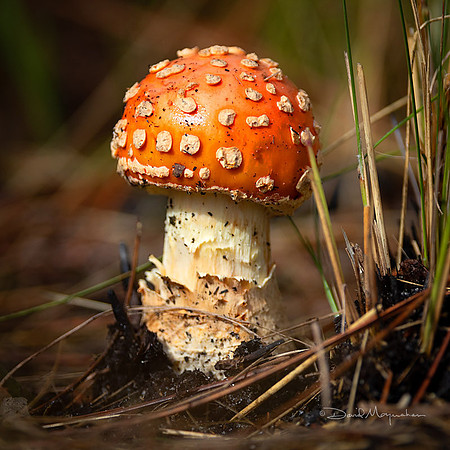 Fly Agaric