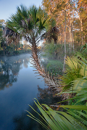 Silver_Sunrise_Palm