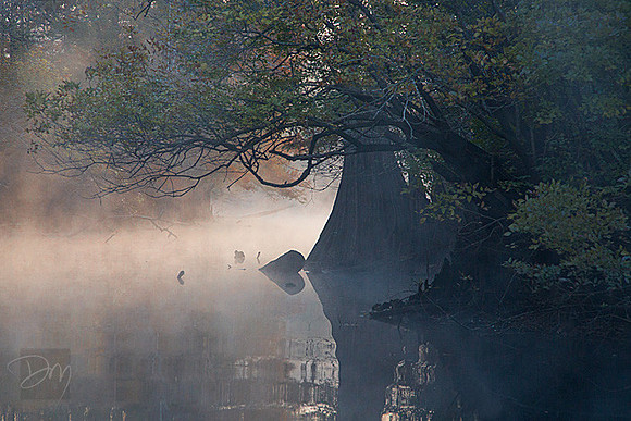 Spring Run Mist