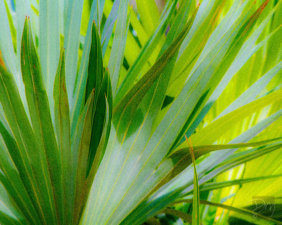 Palm Leaf Study
