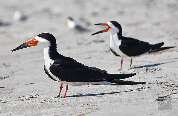 Black_Skimmers