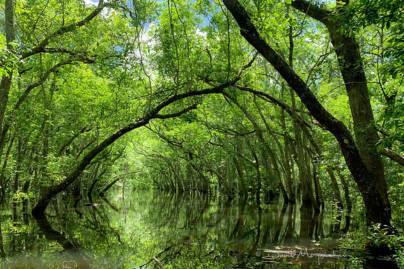 Swamp Tunnel